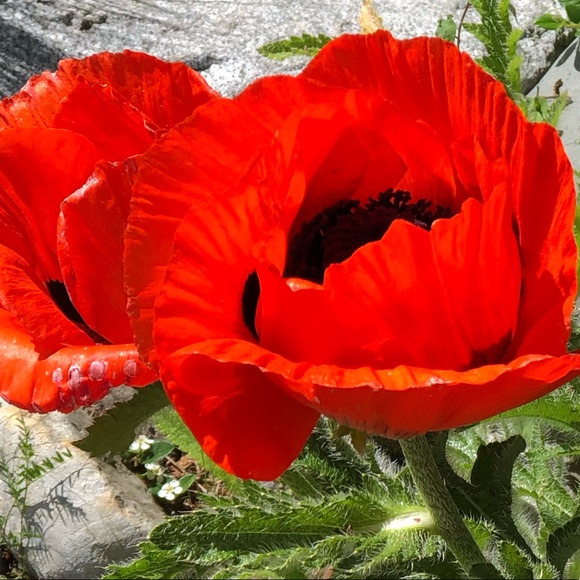 Meet your Posher, Brie - Picture 1 of 1